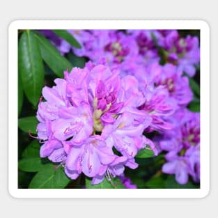 Rhododendron flower photo Sticker